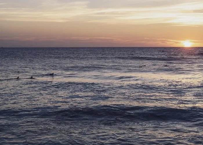 Bonjour Sauvage Jean De Luz *